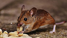 24 Hour & Emergency Exterminators in Kayford, WV